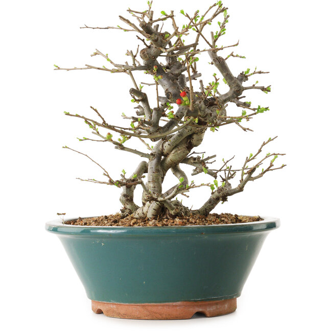 Chaenomeles speciosa, 25 cm, ± 25 years old