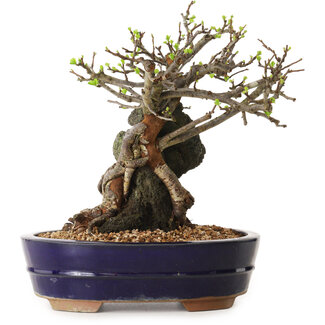 Chaenomeles speciosa, 24 cm, ± 25 Jahre alt