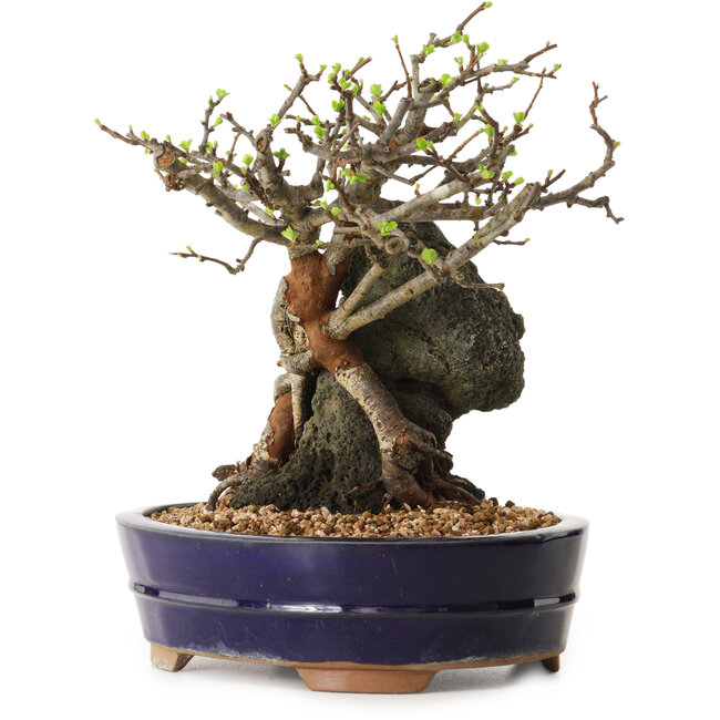 Chaenomeles speciosa, 24 cm, ± 25 jaar oud