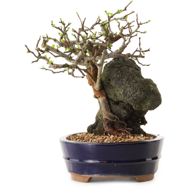 Chaenomeles speciosa, 24 cm, ± 25 anni