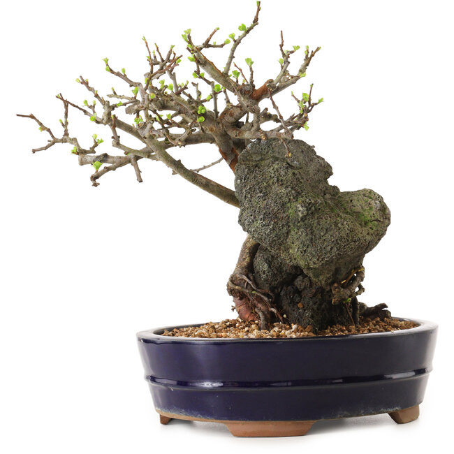 Chaenomeles speciosa, 24 cm, ± 25 jaar oud