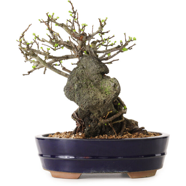 Chaenomeles speciosa, 24 cm, ± 25 años de edad