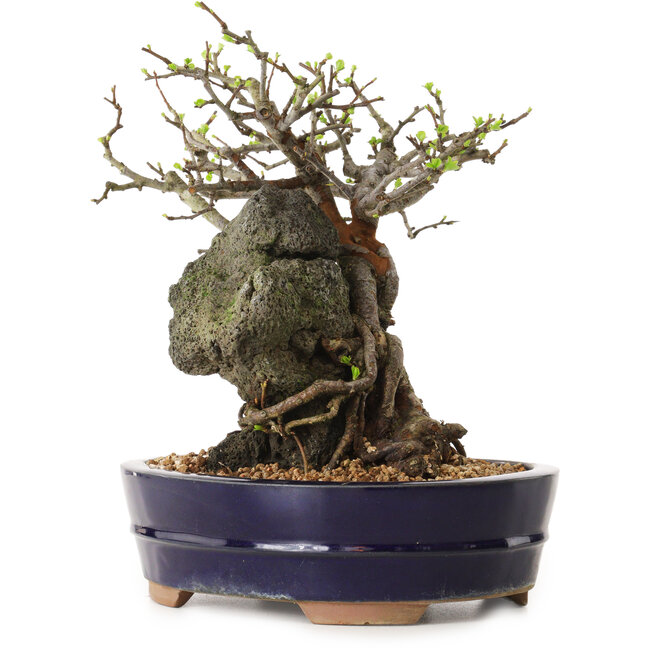 Chaenomeles speciosa, 24 cm, ± 25 Jahre alt