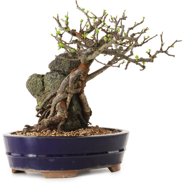 Chaenomeles speciosa, 24 cm, ± 25 ans