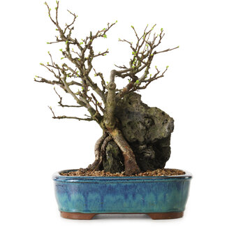 Chaenomeles speciosa, 30 cm, ± 25 Jahre alt