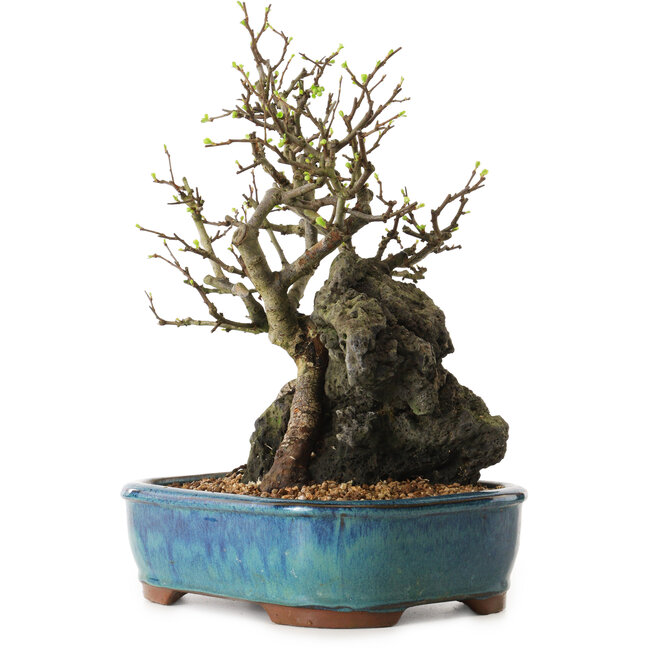 Chaenomeles speciosa, 30 cm, ± 25 anni