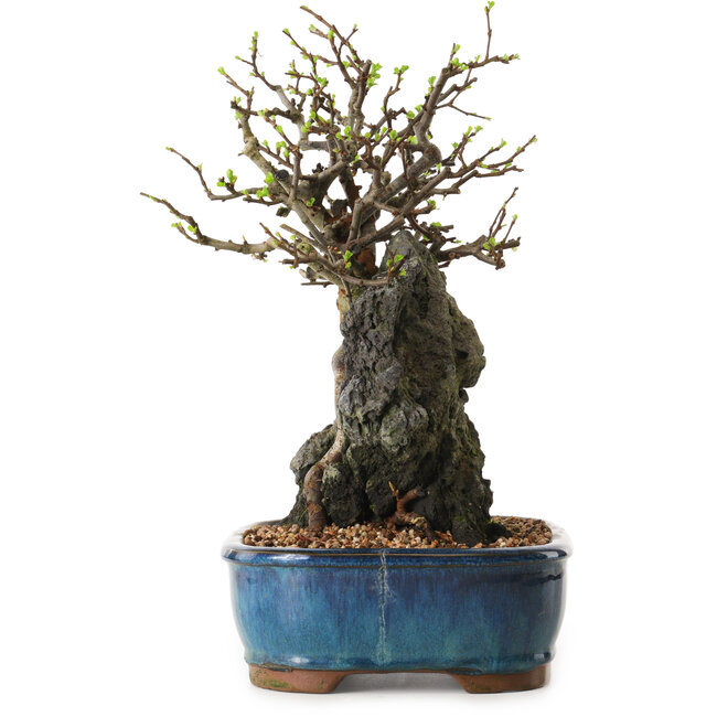 Chaenomeles speciosa, 30 cm, ± 25 jaar oud