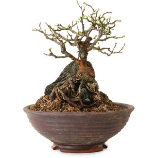 Chaenomeles speciosa, 25 cm, ± 25 jaar oud