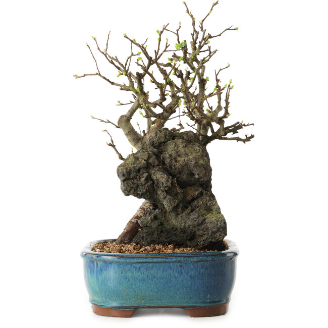 Chaenomeles speciosa, 30 cm, ± 25 years old