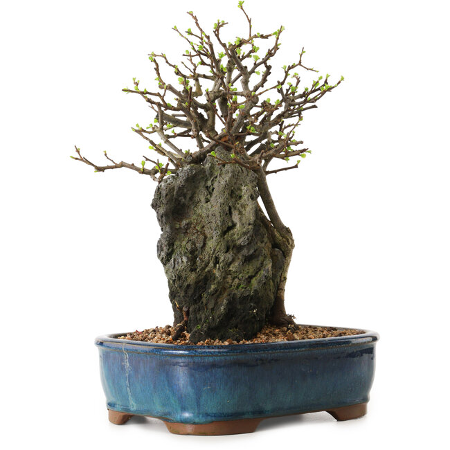 Chaenomeles speciosa, 30 cm, ± 25 ans