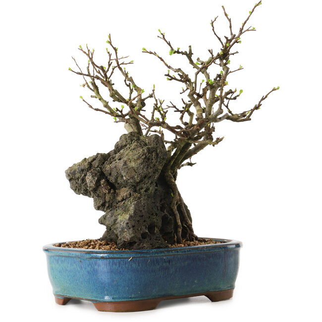 Chaenomeles speciosa, 30 cm, ± 25 ans