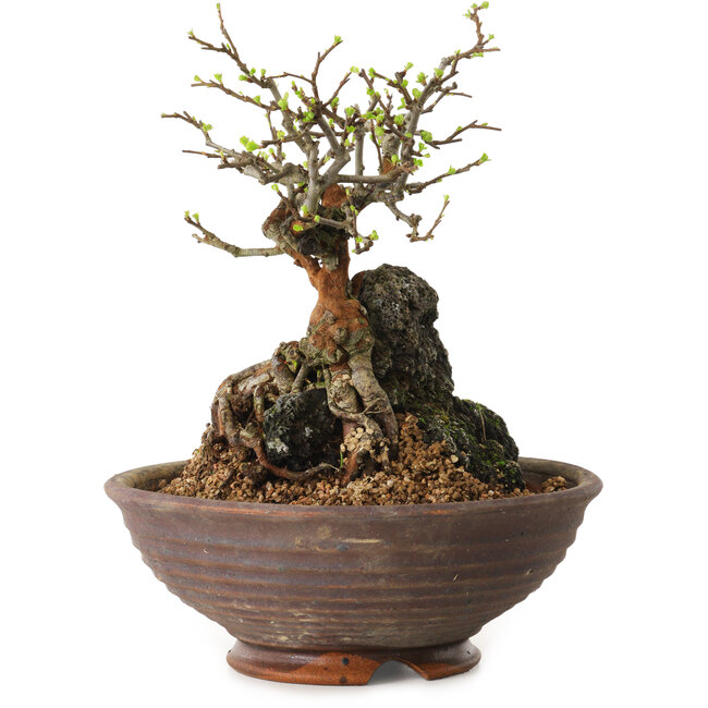 Chaenomeles speciosa, 25 cm, ± 25 years old