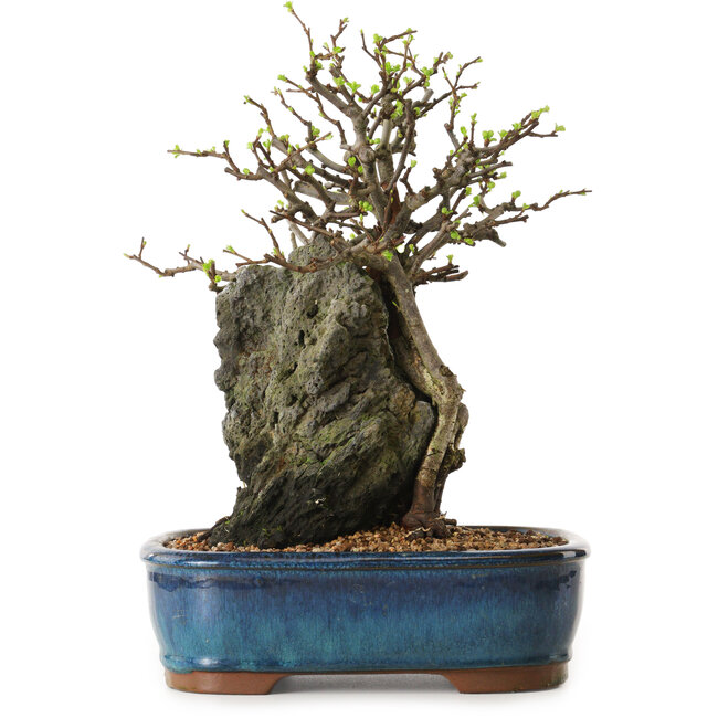 Chaenomeles speciosa, 30 cm, ± 25 años de edad