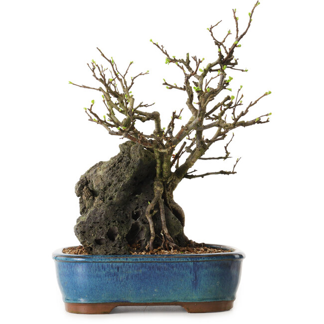 Chaenomeles speciosa, 30 cm, ± 25 ans