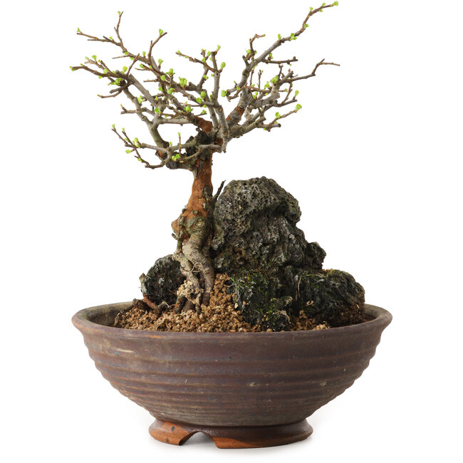 Chaenomeles speciosa, 25 cm, ± 25 Jahre alt