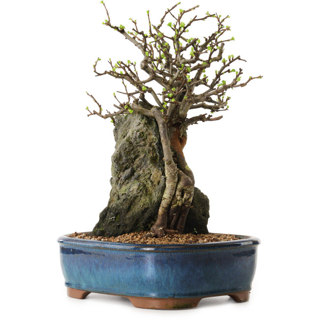 Chaenomeles speciosa, 30 cm, ± 25 Jahre alt