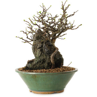 Chaenomeles speciosa, 25 cm, ± 25 ans