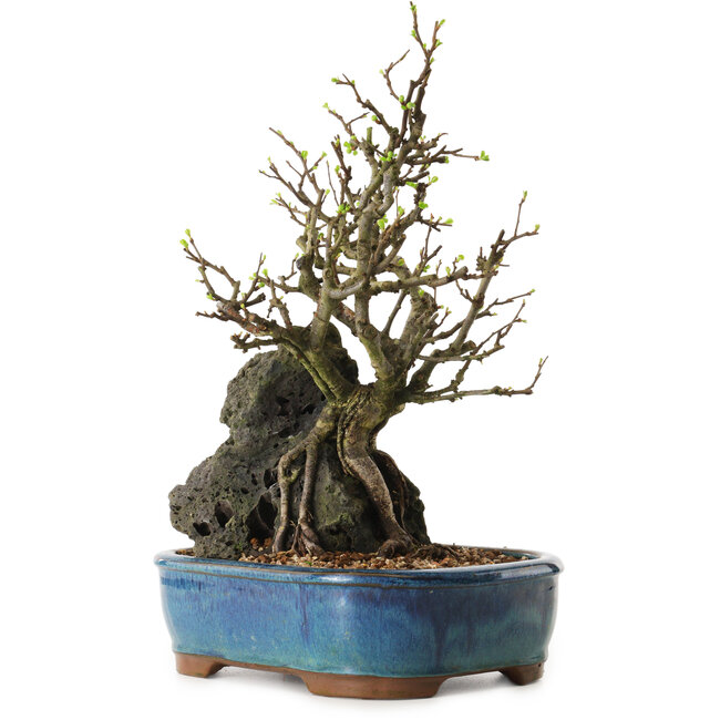 Chaenomeles speciosa, 30 cm, ± 25 Jahre alt