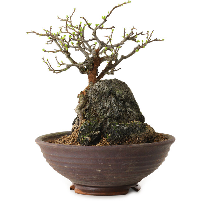 Chaenomeles speciosa, 25 cm, ± 25 anni