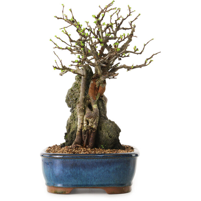 Chaenomeles speciosa, 30 cm, ± 25 años de edad