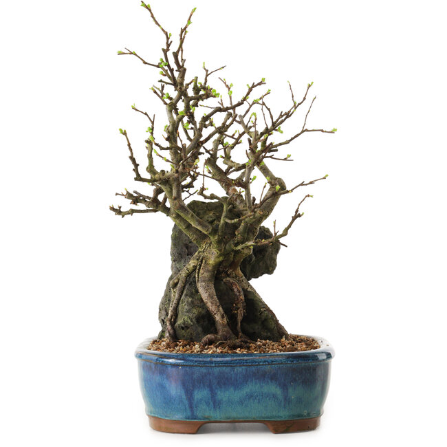 Chaenomeles speciosa, 30 cm, ± 25 jaar oud