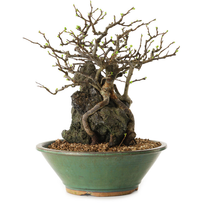 Chaenomeles speciosa, 25 cm, ± 25 jaar oud