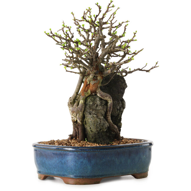 Chaenomeles speciosa, 30 cm, ± 25 años de edad