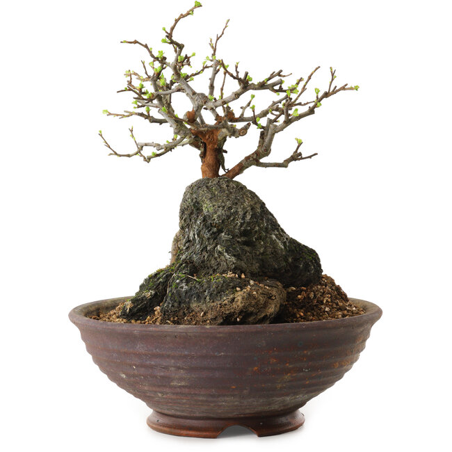 Chaenomeles speciosa, 25 cm, ± 25 anni