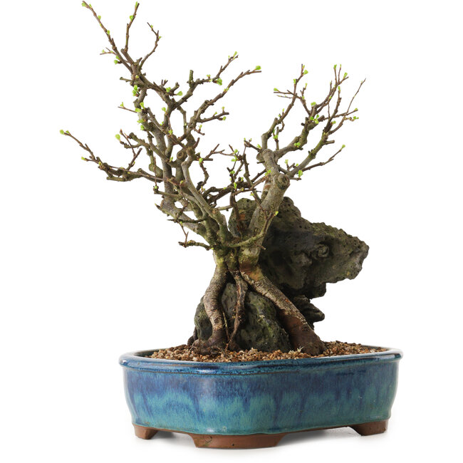 Chaenomeles speciosa, 30 cm, ± 25 años de edad