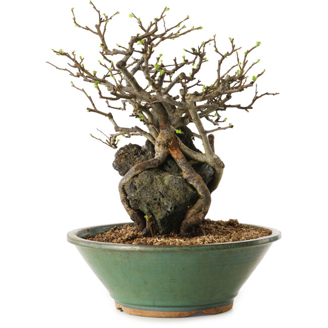 Chaenomeles speciosa, 25 cm, ± 25 ans