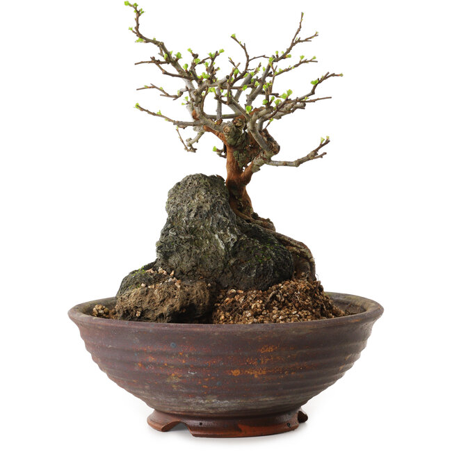 Chaenomeles speciosa, 25 cm, ± 25 years old