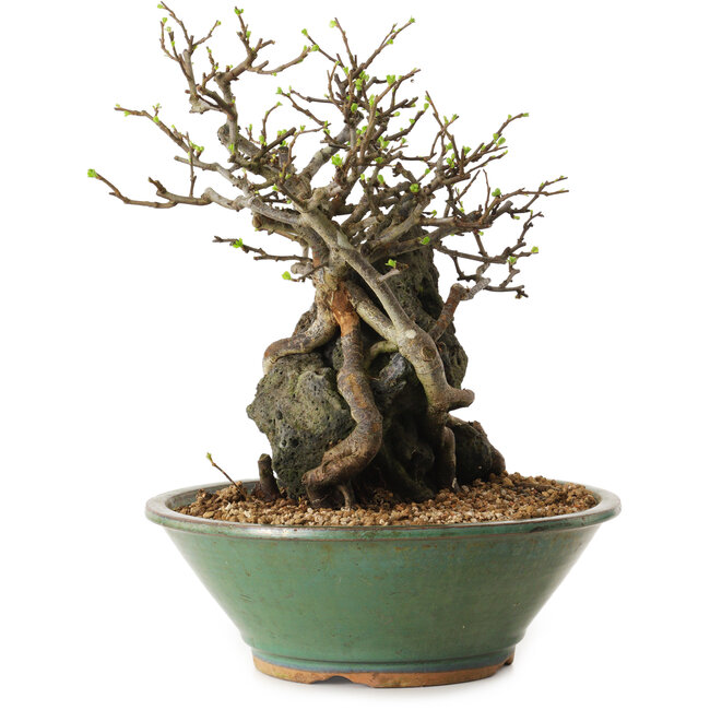 Chaenomeles speciosa, 25 cm, ± 25 Jahre alt