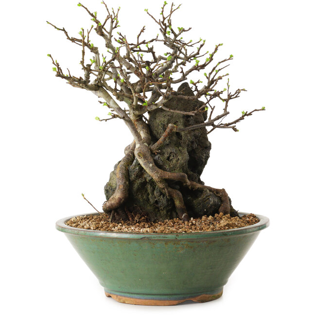 Chaenomeles speciosa, 25 cm, ± 25 years old