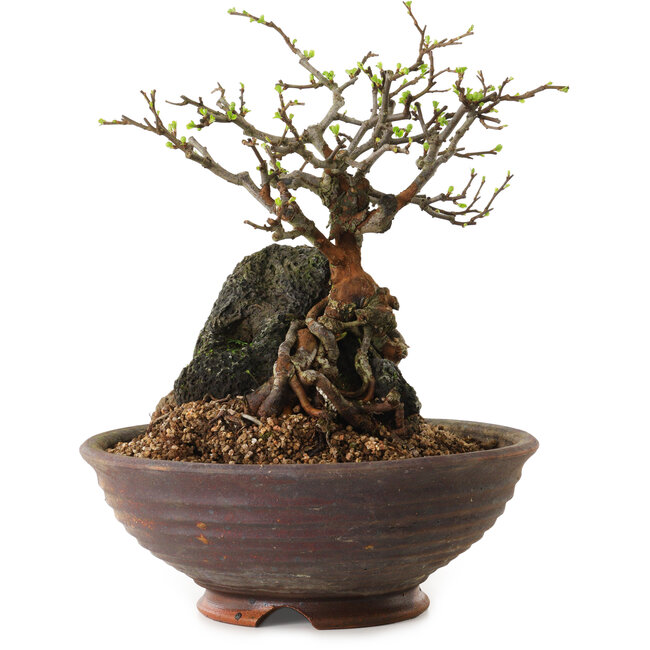 Chaenomeles speciosa, 25 cm, ± 25 años de edad