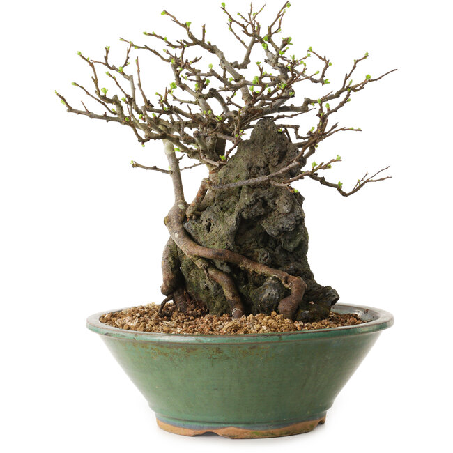 Chaenomeles speciosa, 25 cm, ± 25 años de edad