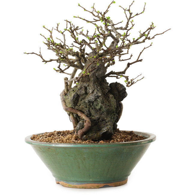 Chaenomeles speciosa, 25 cm, ± 25 jaar oud