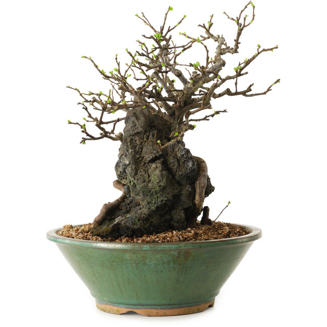 Chaenomeles speciosa, 25 cm, ± 25 anni