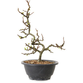 Chaenomeles speciosa con flores blancas, 16 cm, ± 12 años de edad.
