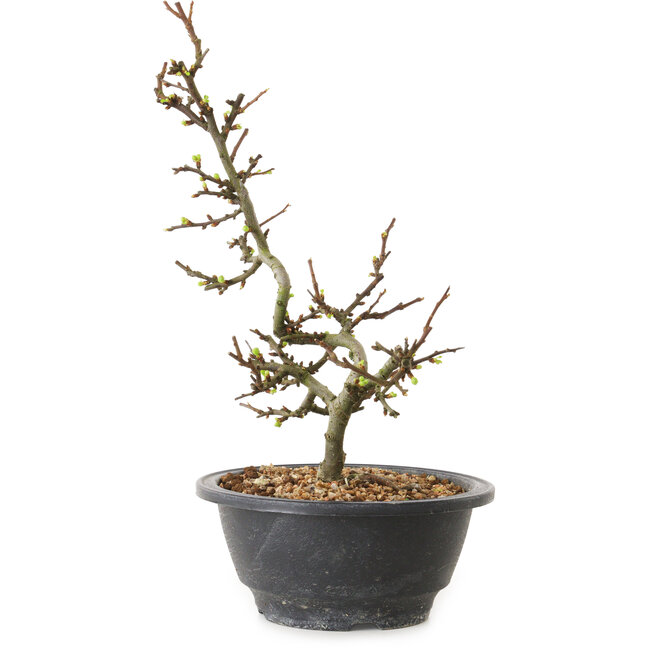 Chaenomeles speciosa met witte bloemen, 16 cm, ± 12 jaar oud