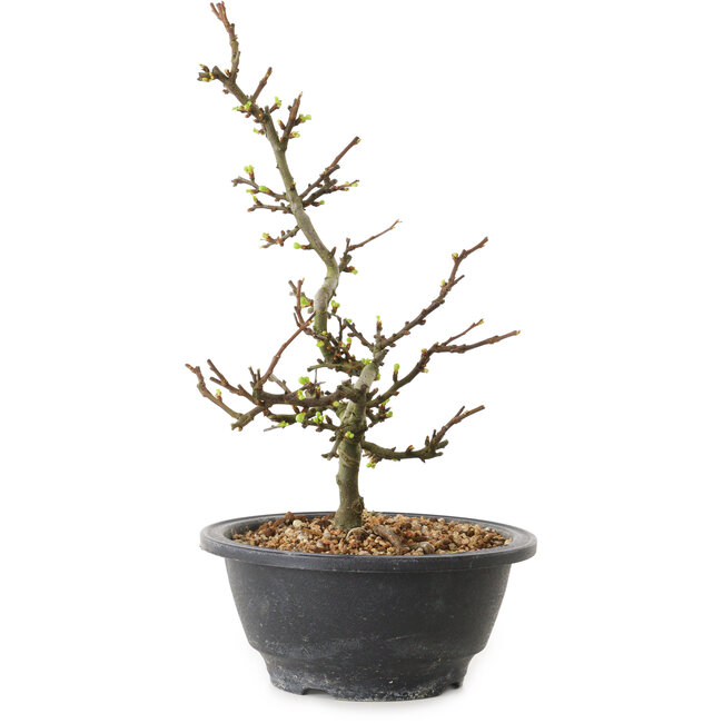 Chaenomeles speciosa mit weißen Blüten, 16 cm, ± 12 Jahre alt