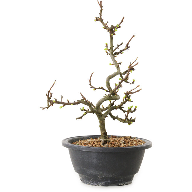 Chaenomeles speciosa con flores blancas, 16 cm, ± 12 años de edad.