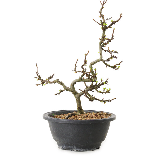 Chaenomeles speciosa con fiori bianchi, 16 cm, ± 12 anni di età