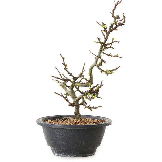 Chaenomeles speciosa con flores blancas, 16 cm, ± 12 años de edad.