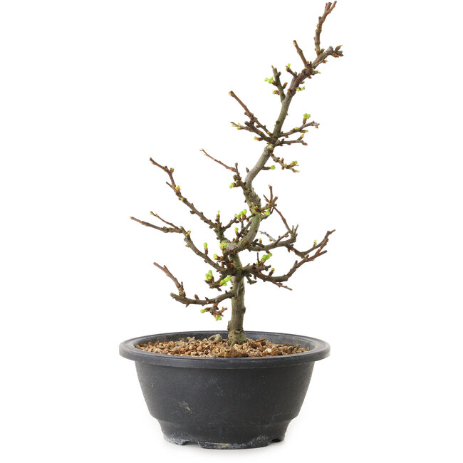 Chaenomeles speciosa mit weißen Blüten, 16 cm, ± 12 Jahre alt