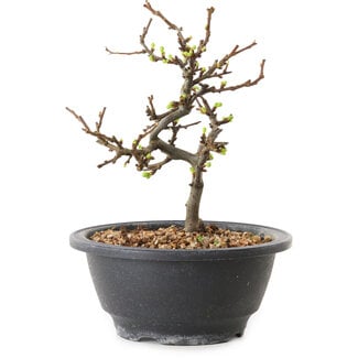 Chaenomeles speciosa con flores blancas, 16 cm, ± 12 años de edad.