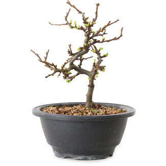 Chaenomeles speciosa met witte bloemen, 16 cm, ± 12 jaar oud