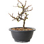 Chaenomeles speciosa met witte bloemen, 16 cm, ± 12 jaar oud