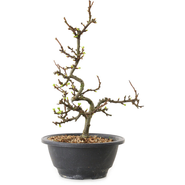 Chaenomeles speciosa met witte bloemen, 16 cm, ± 12 jaar oud