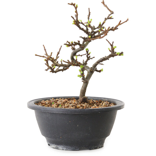 Chaenomeles speciosa mit weißen Blüten, 16 cm, ± 12 Jahre alt