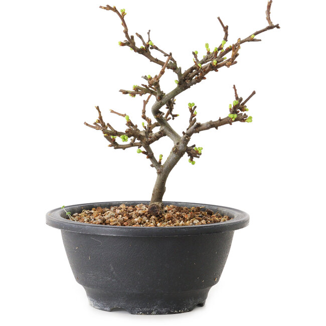 Chaenomeles speciosa con fiori bianchi, 16 cm, ± 12 anni di età